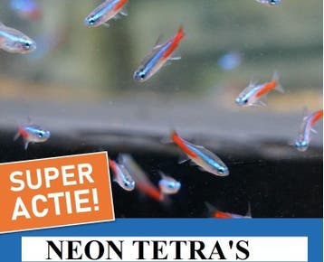 Twente SUPER aanbieding 10 neon tetra  nu  7.99 Bo-vis.nl, Vis, Zoetwatervis, Schoolvis