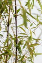 Zwarte Bamboe Phyllostachys Nigra Haag 60-80 Pot