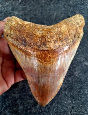 Megalodon - Fossiele tand - 14 cm - 11 cm