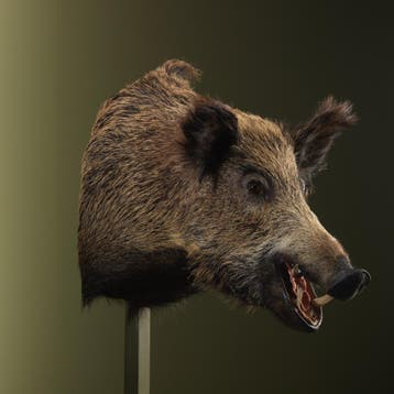 Wild Zwijn Groot Taxidermie Opgezette Dieren By Max, Verzamelen, Dierenverzamelingen, Ophalen of Verzenden, Nieuw, Wild dier, Opgezet dier