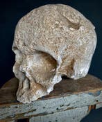 Memento mori met een anatomische schedel van gips op een