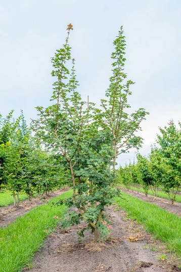 Acer campestre meerstammig 400-450