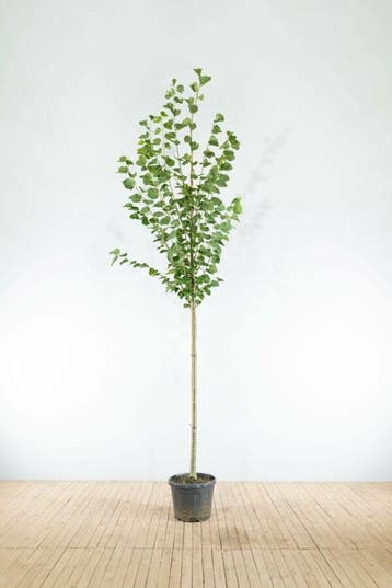 Tilia x europaea Pallida hoogstam 16/18, Tuin en Terras, Planten | Tuinplanten