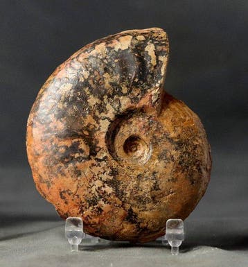 Fijne en kleurrijke jurassische ammoniet - - Gefossiliseerd