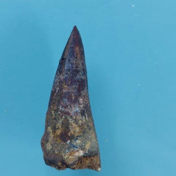 Spinosaurus - Fossiele tand - 42 mm - 15 mm