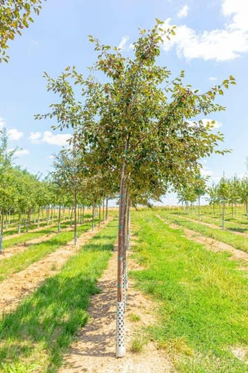Malus Rudolph hoogstam 10/12