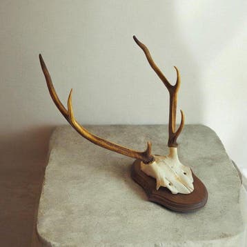 Red Stag Schedel met gewei - Cervus elaphus - 58 cm - 46 cm, Nieuw