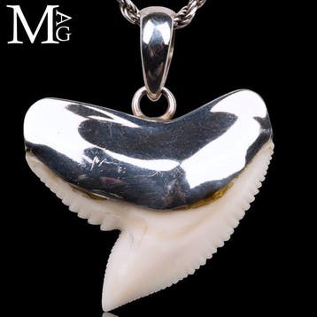 Shark - Zilver 925 - Set tanden - Galeocerdo Cuvier -