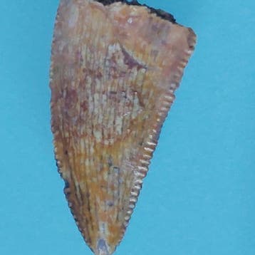 Dinosaurus - Fossiele tand - Abelisaurus - 19 mm - 9 mm
