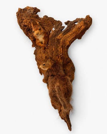 Eekhoorn Taxidermie wandmontage - Sciurus vulgaris - 62 cm -