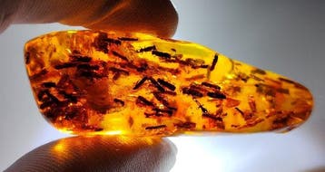 FOSSlL-AMAZING!! Dominicaans amber- 16.97 g