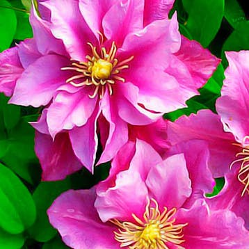 Clematis Piilu container (P15) Sierplanten, Roze, Tuin en Terras, Verzenden, Overige soorten, Struik