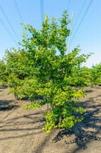 Ginkgo biloba meerstammig 300-350