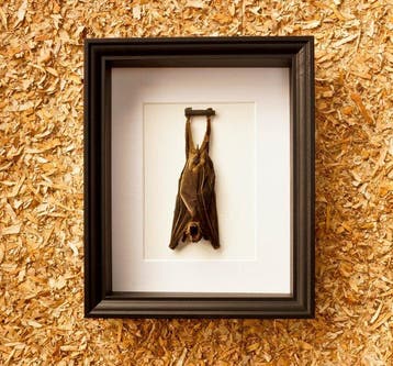 Vleermuis Taxidermie volledige montage - Cynopterus sphinx -, Nieuw