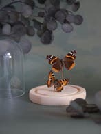 Vlinder Taxidermie volledige montage - Véritables Vanessa