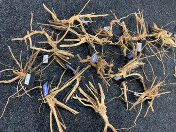 Drift wood 20-30cm - extra fijn vertakt hout, Dieren en Toebehoren, Vissen | Aquaria en Toebehoren, Ophalen of Verzenden, Nieuw