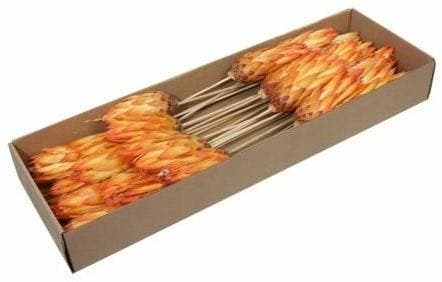 Protea Repens Warm Oranje doos 25 stuks, Hobby en Vrije tijd, Knutselen, Nieuw, Ophalen of Verzenden