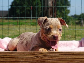 Old English Bulldog-pups! Beschikbaar, Dieren en Toebehoren, Honden | Bulldogs, Pinschers en Molossers, Parvo, Nederland, 8 tot 15 weken
