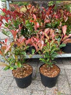 Vormbomen, Japanse esdoorns, hagen, mediteraine planten e,d, Ophalen, Vaste plant, Overige soorten