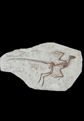 Een dinosaurus met zeldzaam donkerbruine botten. -, Verzamelen