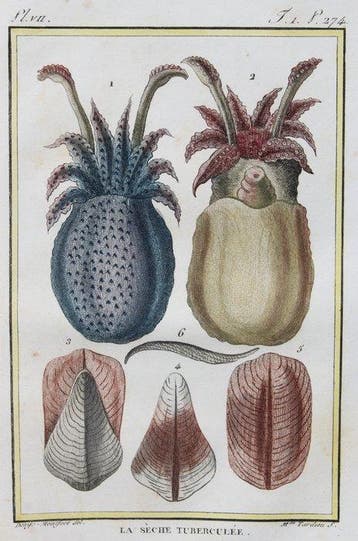 George Louis Leclerc De Buffon - Histoire naturelle,