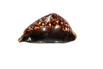 Exquise reusachtige verzamelbehuizing: Mauritia mauritiana