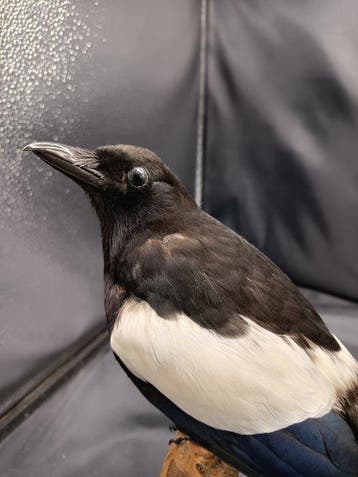 Ekster Taxidermie replica montage - Pica pica - 35 cm - 12, Nieuw