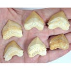 Zes fossiele haaientanden – lot - Fossiele tanden -, Verzamelen