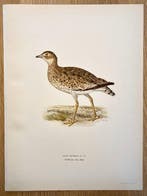 Von Wright brothers & Bror Halberg - Little bustard, Nieuw