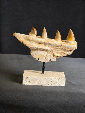Mosasaurus - Fossiele tand - Mosasaur Jaw with Teeth – Late, Verzamelen