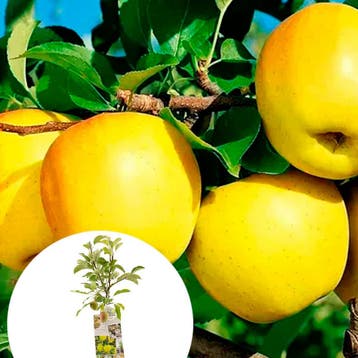 Appel Golden Delicious container (P18) Roze, Wit, Verzenden