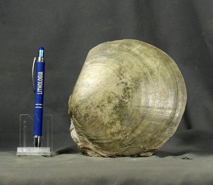 Grote, zeer decoratieve schaaldierenplaat - Gefossiliseerd, Verzamelen, Mineralen en Fossielen