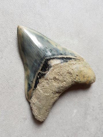 Megalodon - Fossiele tand - 11.1 cm - 8.5 cm, Verzamelen