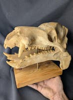 Fossiele schedel - Hippopotamus minor - smallest