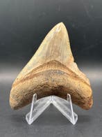 Megalodon - Fossiele tand - Otodus Megalodon - 7.69 cm -, Verzamelen