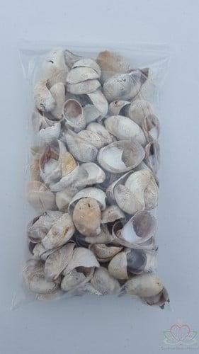 Muiltje Crepidula Fornicata schelpen 500 gram, Ophalen of Verzenden, Nieuw