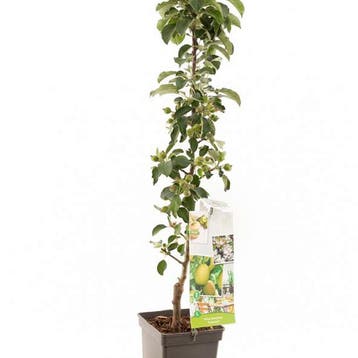 Appel Greencats container (P18) Roze, Wit, Verzenden