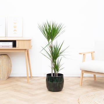 Green Bubble - Dracaena Marginata - 130cm - Ø21 cm, Ophalen of Verzenden