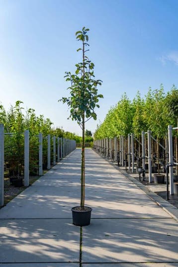 Sorbus aria hoogstam 12/14