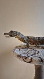 Dwergkaaiman - Taxidermie wandmontage - Paleosuchus, Nieuw