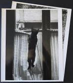 Willy Ronis (1910–2009) - Deux tirages rares : les chats par