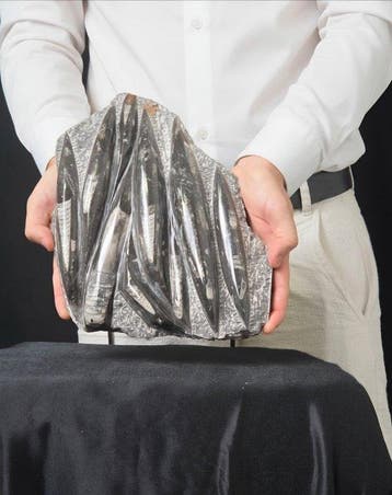 Orthoceras - Gefossiliseerd dier - 26 cm - 19 cm (Zonder