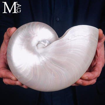 Nautilus Pompilius Extra - Gepolijste Parelmoeren Schelp -, Nieuw