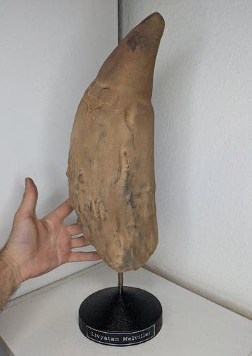 Fossiele tand - Livyatan Melvillei - biggest known