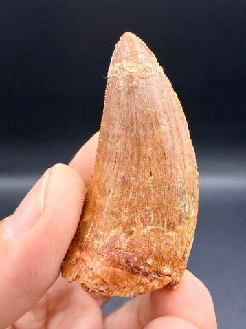 Dinosaurus - Fossiele tand - carcharodontosaurus saharicus -