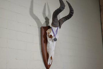 Hartebeest skull Schedel - Alcelaphus buselaphus - 33 cm -, Antiek en Kunst
