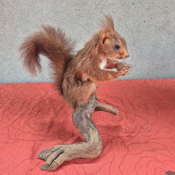 Rode eekhoorn Taxidermie wandmontage - Sciurus vulgaris -