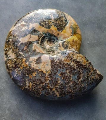 Ammoniet - Gefossiliseerde schelp - 190 mm - 170 mm, Verzamelen