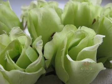 Zijden Roosjes Lichtgroen 5-6 cm 10 stuks, Ophalen of Verzenden, Nieuw