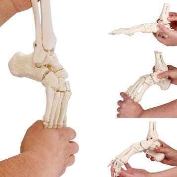 Anatomie model voetskelet met scheen- en kuitbeen flexib..., Nieuw